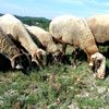 Carantină națională de 30 de zile pentru oi și capre după confirmarea unui focar de pestă a micilor rumegătoare în Mureș / Transporturile ilegale vor fi sancționate cu amenzi și confiscarea vehiculelor