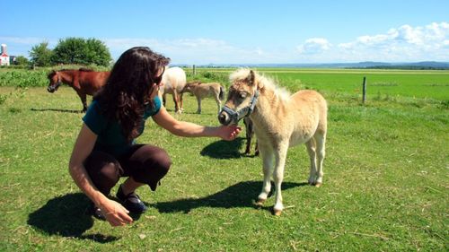 Cererea pentru animale de fermă miniaturale este în creștere în SUA / Unele exemplare ajung la prețuri de 30.000 de dolari