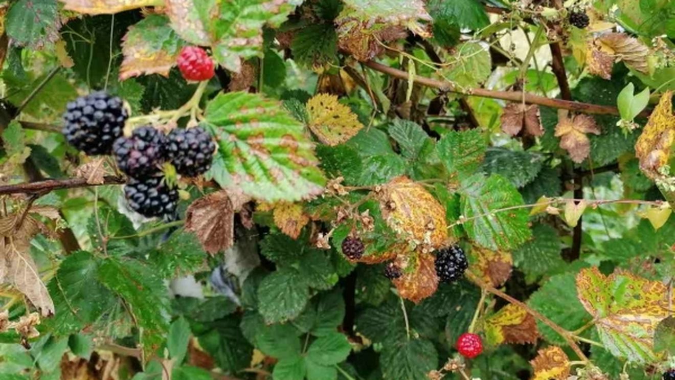 Unde sunt tinerii agricultori români? Singurul fermier adevărat dintr-o comună argeșeană este femeie și se apropie de vârsta de 70 de ani