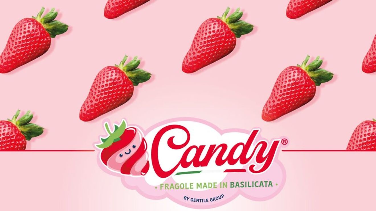 Căpșune de lux: ambalate în cutii care imită pe cele cu bomboane, fructele aduc fermierilor italieni câștiguri de peste 150.000 de euro pe hectar