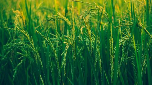 Orezul trebuie sau nu spălat înainte de a-l găti? Fiecare dintre cele două posibilități comportă avantaje și dezavantaje