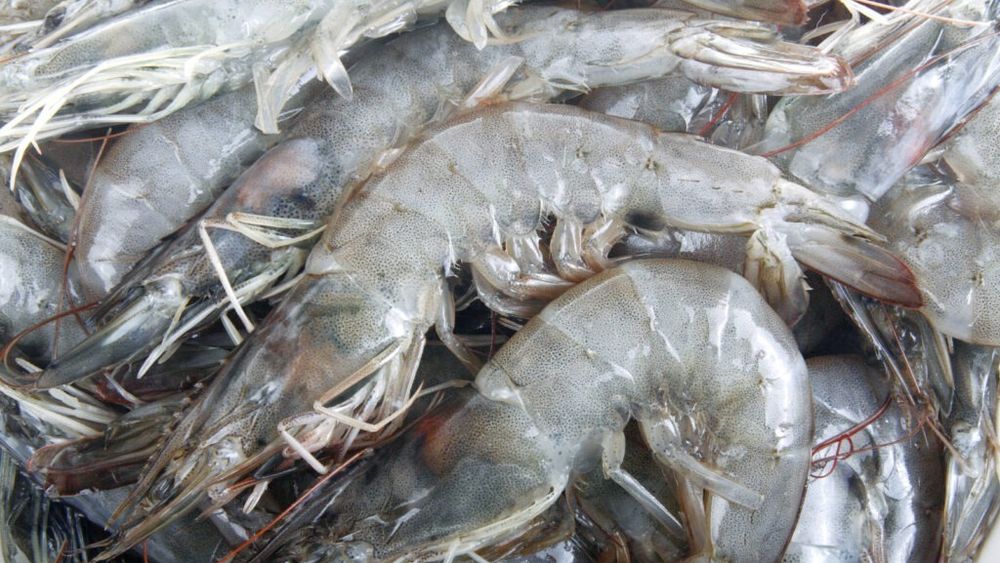 FDA extinde retragerea unor loturi de creveți în alte șase state americane, după primele 13 în care s-a dat alerta / FDA investighează loturile importate din Indonezia, suspectate că ar fi contaminate cu o substanță radioactivă