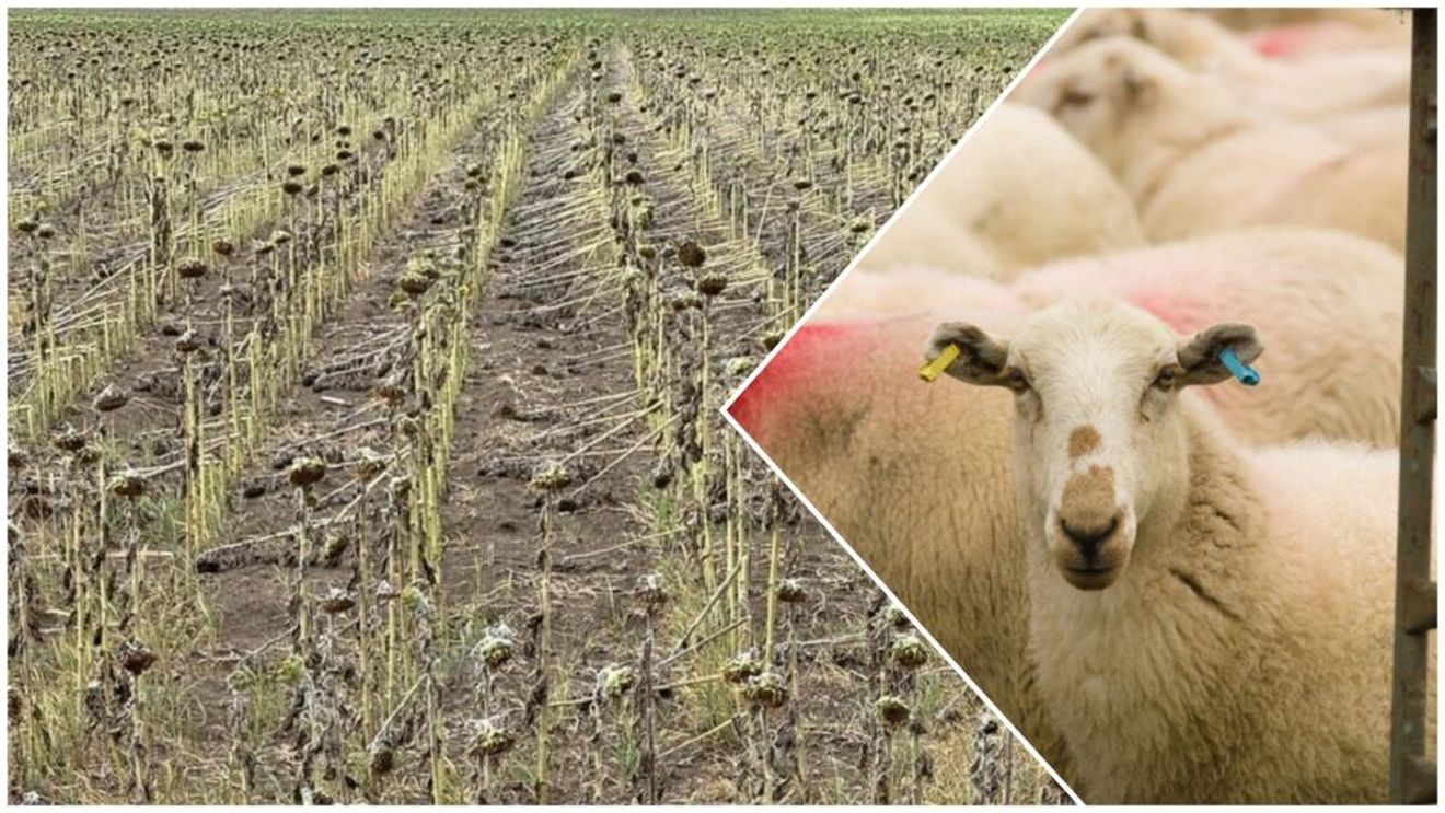 OPINIE Vara celor trei traume ale agriculturii din România/Ce măsuri iau sau promit autoritățile/Implicații economice