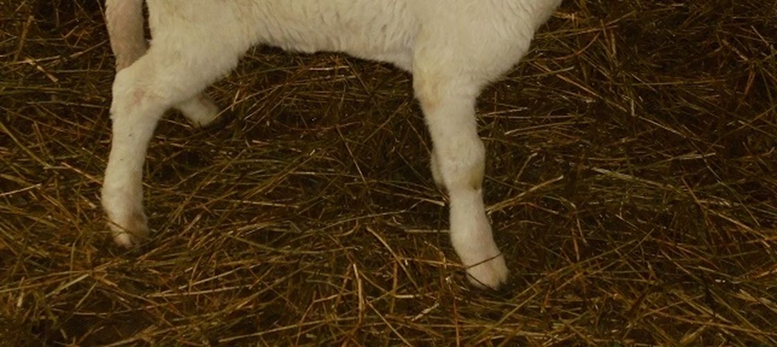 Transporturi ilegale de animale, descoperite de ANSVSA. Zeci de miei fără acte, dispăruți în județul Alba
