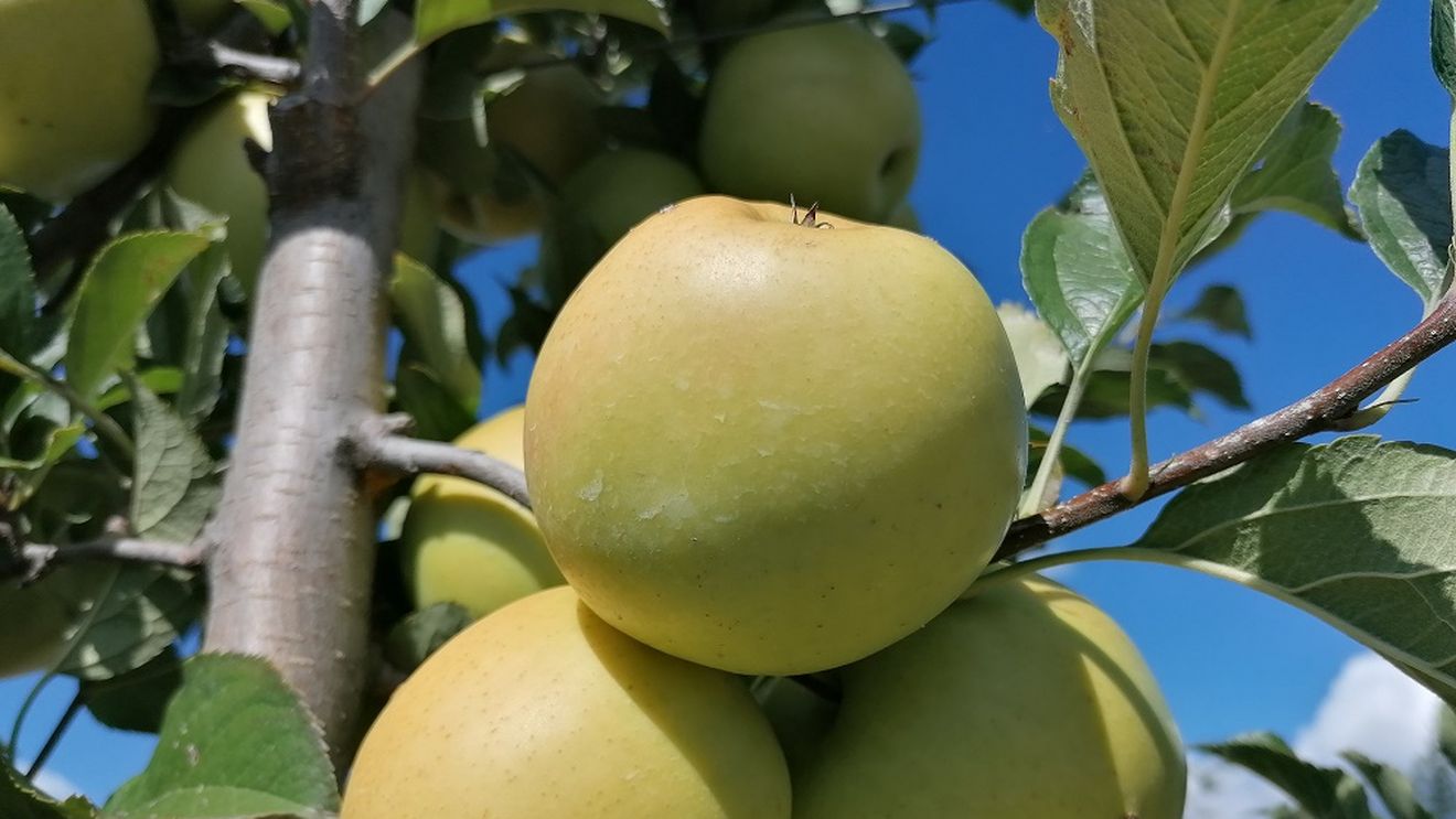 Lucian Florea, președinte FRULEG: ”dacă fermierii nu înțeleg că tratamentele fitosanitare trebuie aplicate exact cum scrie în prospect, e clar că avem o mare problemă de sănătate publică”