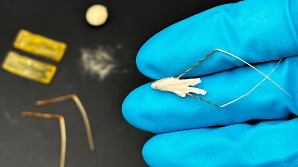 VIDEO „Semințe robotizate” care se plantează singure, inspirate de ovăzul sălbatic, dezvoltate de cercetători