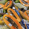 FOTO-VIDEO | Cum să cultivi papaya în ghiveci. Plantele de papaya pot fi masculine, feminine sau hermafrodite, ultimul soi fiind cel mai căutat
