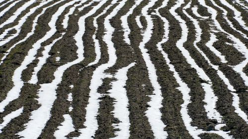 Temperaturile scăzute afectează culturile / Speciile de toamnă şi pomi-viticole se vor afla în stadiul de repaus vegetativ, din cauza frigului (agrometeo)