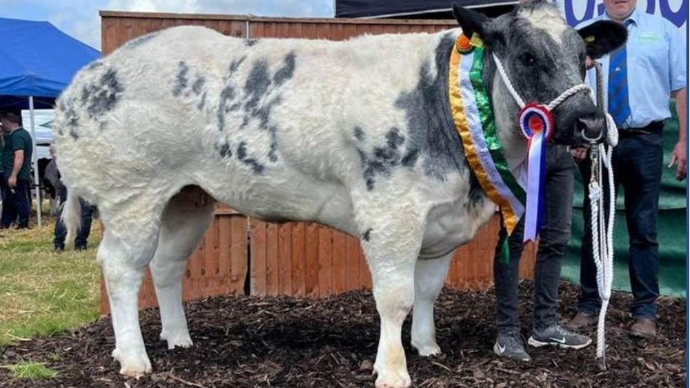 Prețul cu care s-a vândut la licitație această vacă. Costul, mai mare decât cel al unui Logan nou