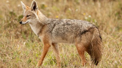 VIDEO | Șacalul auriu amenință tot mai des fermele din România. Acum a început să atace și oamenii! / Cum a influențat epidemia de pestă porcină înmulțirea șacalilor și de ce sunt atât de greu de vânat