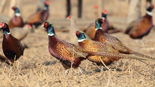 Romsilva creşte anual peste 35.000 de fazani / Dintre aceștia peste 15.000 sunt folosiţi pentru repopularea fondurilor cinegetice, iar restul în industria alimentară și HoReCa