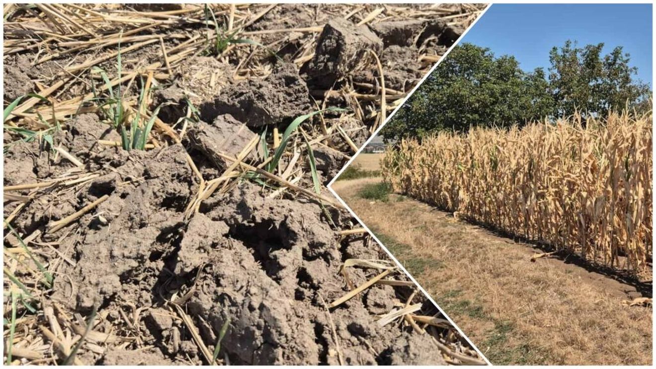 FOTO Seceta a afectat serios culturile de porumb din Alba: Crăpături în sol de 30-40 cm adâncime / Fermier: E imposibil aratul. Este nevoie urgentă de o ploaie de 50-60 de litri