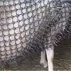 Idee inovatoare sau cruzime față de animale? Scandal în Austria după ce un fermier și-a îmbrăcat oile în „armuri” anti-lup