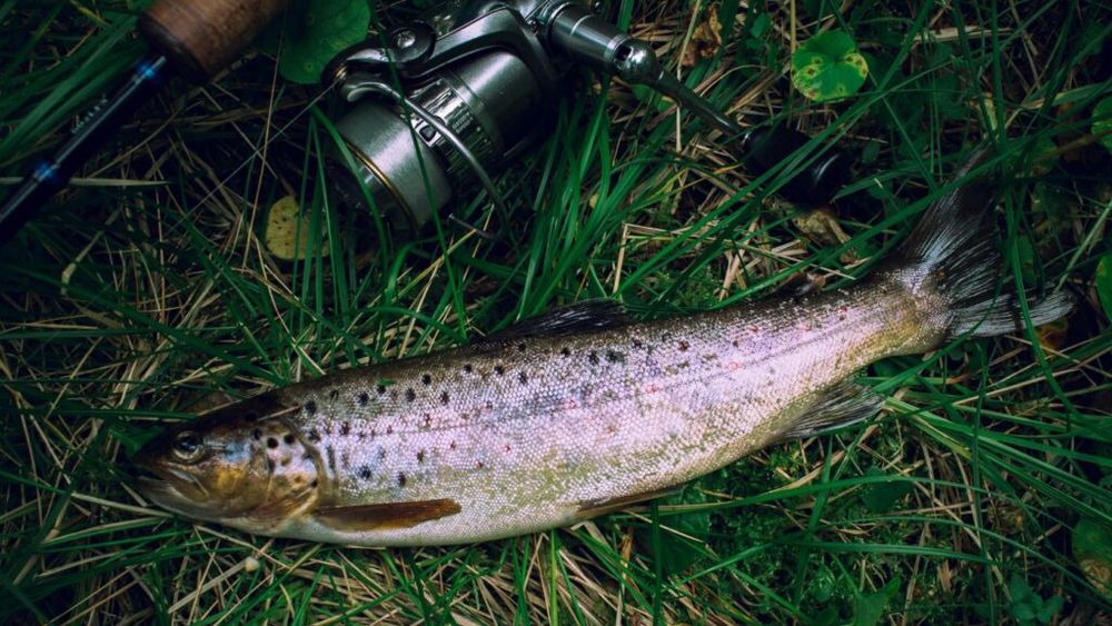 Păstrăvii curcubeu sunt afectați de caniculă. Ce măsuri se iau pentru a înfrunta valul de căldură 