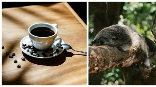 Kopi Luwak, cea mai scumpă cafea din lume, obținută din fecalele unui animal/ Iată cât costă o ceașcă și ce beneficii aduce organismului