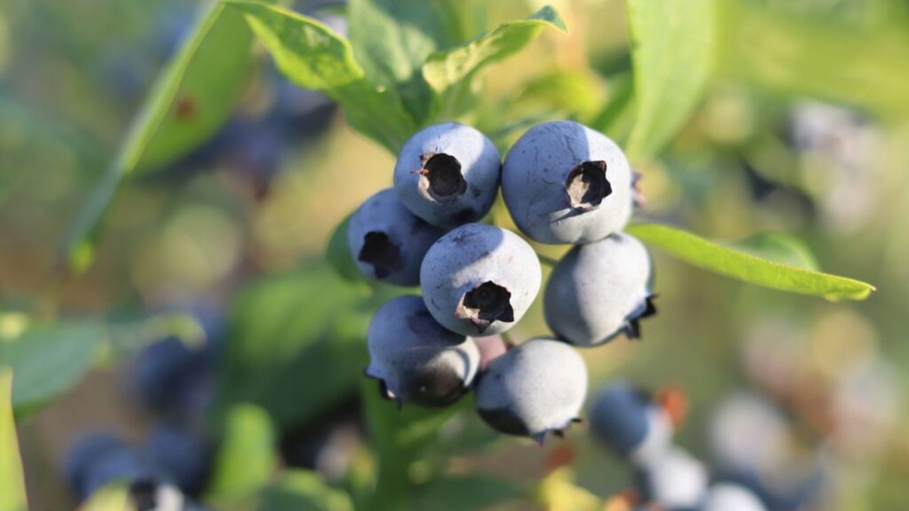 Dacă mănânci greșit afinele, le anulezi proprietățile antioxidante/ Iată cum ar trebui consumate aceste fructe numite și „aur albastru”