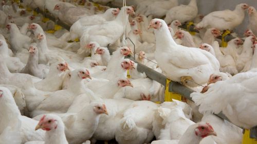 Gripa aviară, o amenințare tot mai mare, susține EFSA / Agențiile UE urmăresc mutațiile virusului și analizează strategiile de răspuns