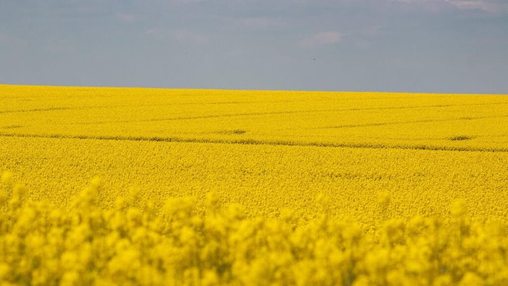 Producția de rapiță a României în 2026 rămâne favorabilă, însă condițiile din iarnă ridică semne de întrebare privind randamentele
