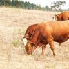 Le Figaro: Canicula din Franța pune presiune pe agricultură: ministrul Agriculturii îi convoacă pe crescători pentru evaluarea pagubelor
