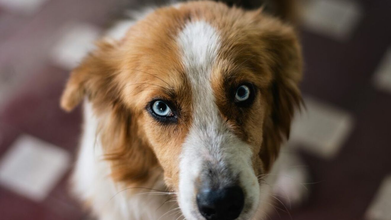 Au voie câinii să mănânce zahăr? Mituri și adevăruri despre dulciuri & câini