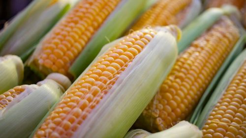 Ce se întâmplă în organism când mănânci alimente modificate genetic? Un specialist în nutriție explică ce sunt OMG-urile, ce este mit și ce ar trebui să ne preocupe