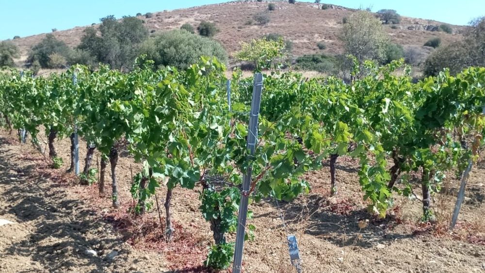 VIDEO Reportaj | Bozcaada (Tenedos), insula unde strugurii scriu povestea vinului încă de pe vremea lui Homer/ Istoria vinificației Bozcaada datează de peste 4.000 de ani/ Vedetele insulei sunt vinurile Karasakız, Karalahna și Vasilaki