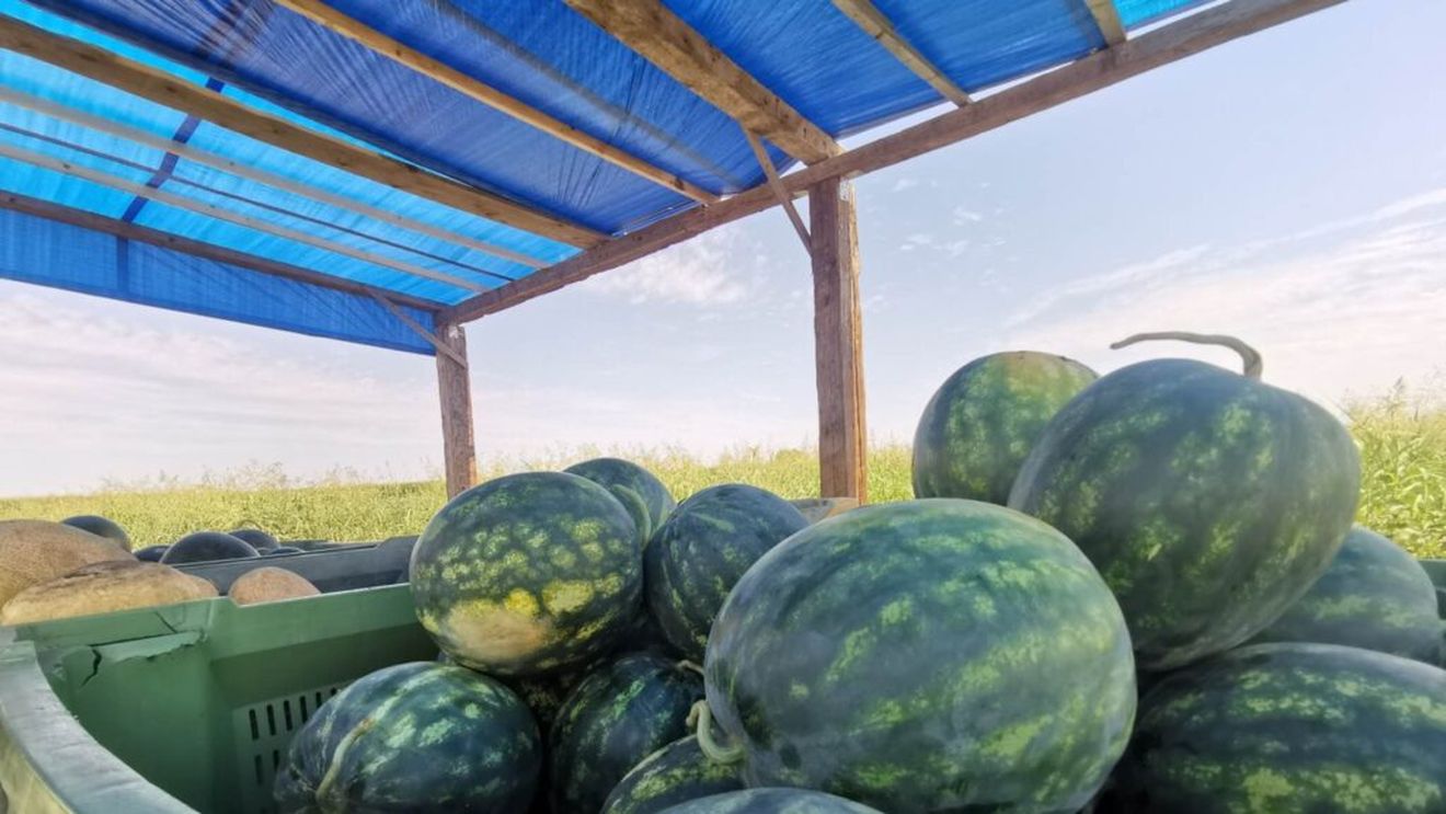 Start mai rapid în sezonul lubeniței de Gottlob datorită temperaturilor ridicate / ”Sezonul arată bine, lubenița e foarte dulce, prețul e încă foarte sus”