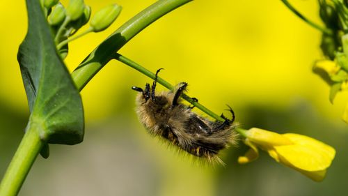 Insecte necunoscute până acum ar putea salva culturile de rapiță / Specialiștii germani anunță o descoperire promițătoare pentru fermieri
