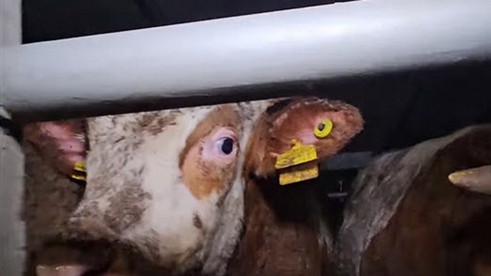 România şi Ucraina îşi consolidează cooperarea sanitară-veterinară pentru o mai bună înţelegere a particularităţilor locale şi regionale