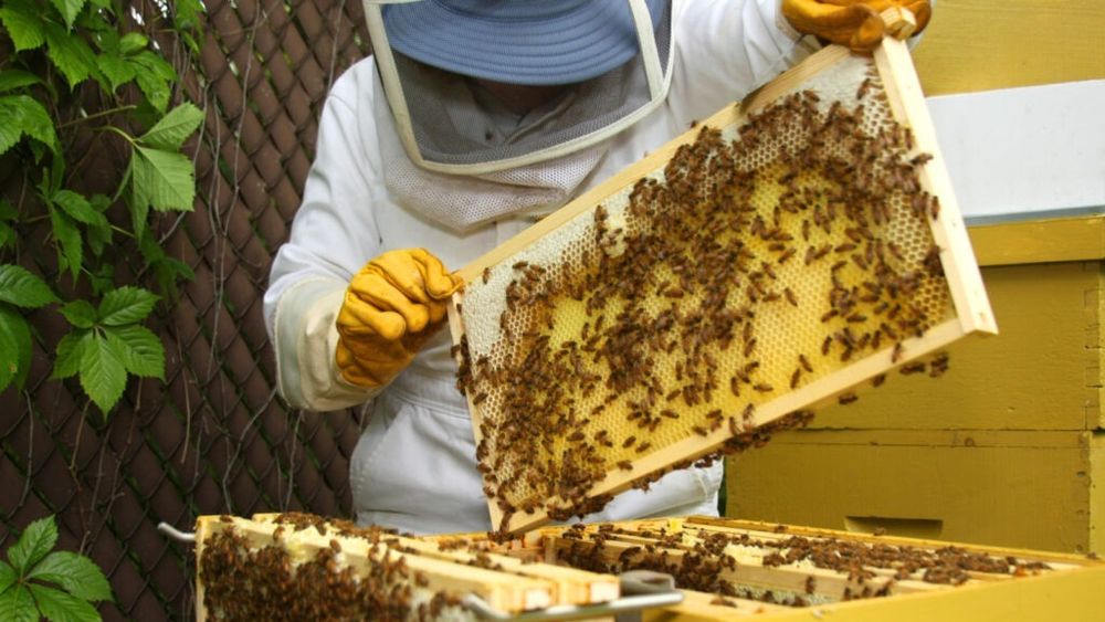 Vâlcea: Apicultorii ies marţi în stradă pentru a cere subvenţii şi eliminarea impozitului pe camioanele apicole
