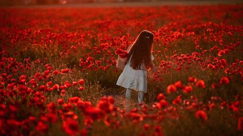 FOTO | Câmpurile cu maci de lângă Timișoara, luate cu asalt pentru fotografii. Agronom: „Nu sunt macii folosiți la prăjituri”/ De ce cultura de mac rămâne RARĂ în România