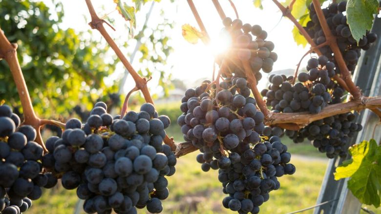 Strugurii, mai mult decât un desert: cum pot ajuta creierul, inima, oasele și digestia / Ce arată studiile