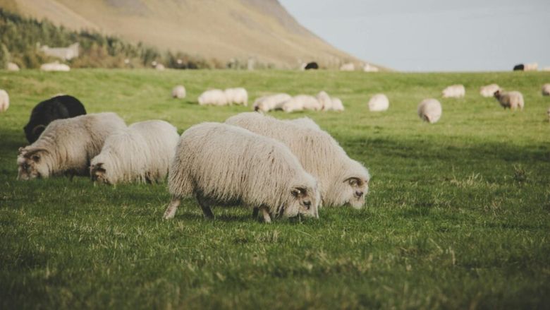 Diverse tipuri de ulei, carne și lână, primele produse uruguayene care vor intra fără taxe vamale pe piața UE, după ratificarea acordului Mercosur