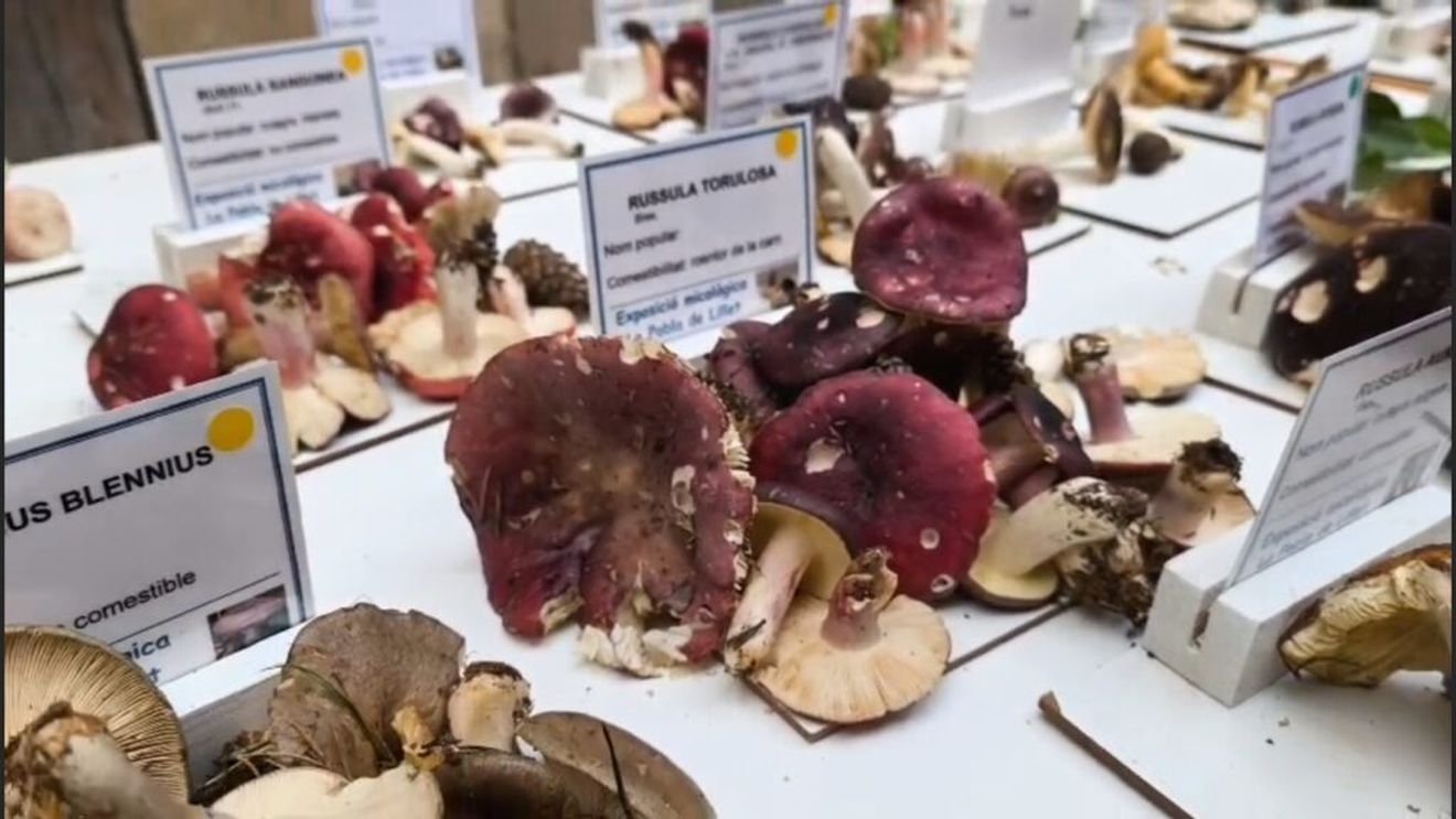 VIDEO | Târg de ciuperci de toamnă și expoziție cu categorii de ciuperci comestibile, otrăvitoare și mortale, plus alte minunății de sezon într-un mic orășel de munte din Pirinei/ Cum atrag satele de munte turiști folosind roadele pământului