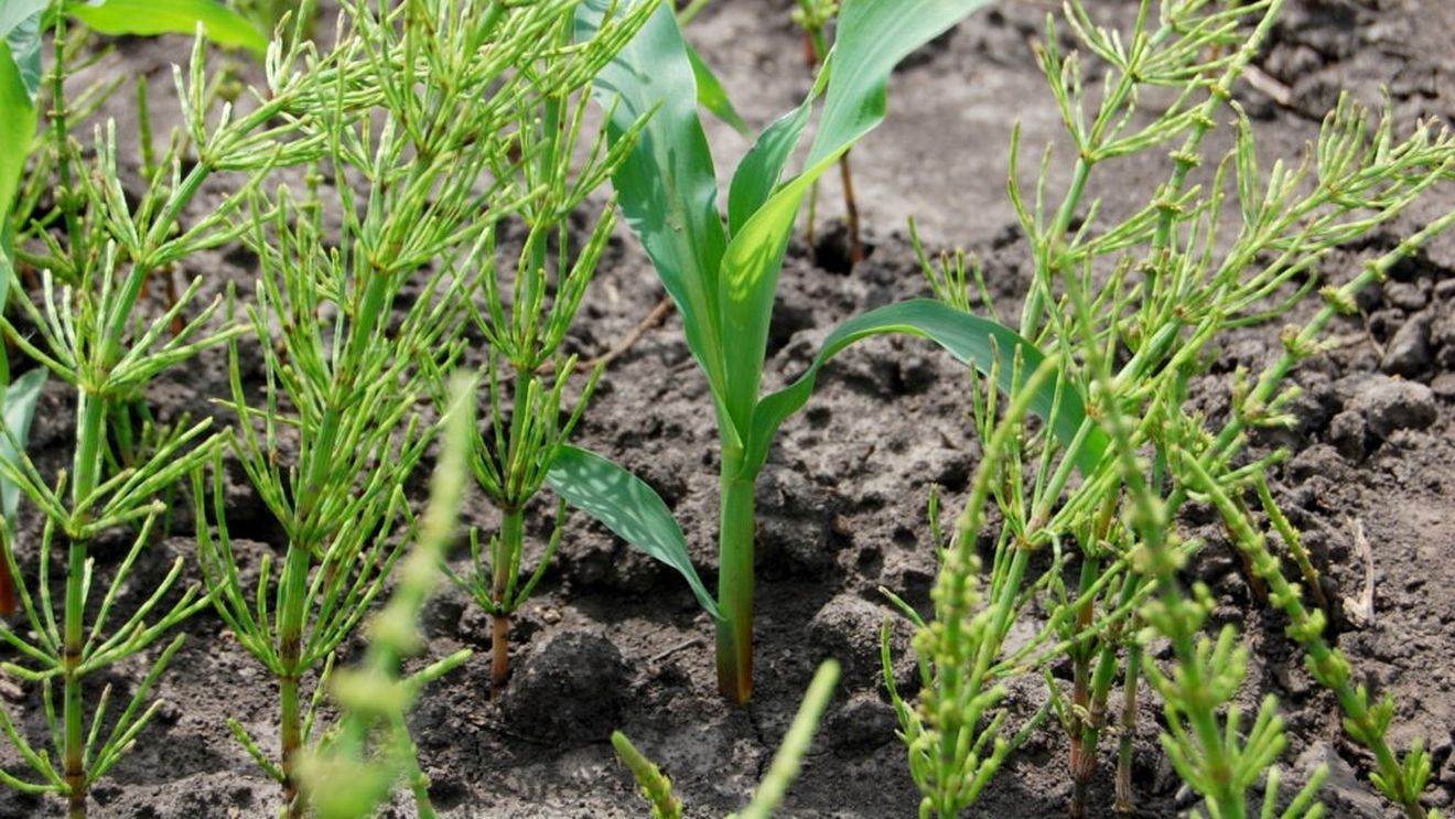 Buruienile consumă mai mulți nutrienți decât porumbul și reduc drastic rezerva de apă din sol / Competitorii invizibili compromit randamentul culturilor