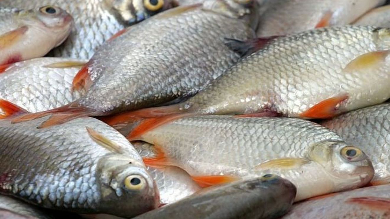 Paradoxul peștelui românesc: Produce 300 de tone de pește, dar nu poate să-l vândă / Gheorghe Nistor (inginer piscicol): „Competiția făcută de peștele de import este tot mai mare. Nu avem desfacere”
