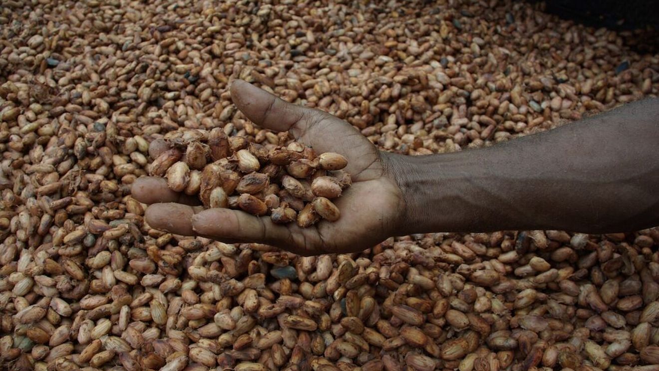Ghana majorează prețul la cacao, pentru sezonul 2025/26, pentru a sprijini fermierii/ Aceștia vor primi 4.600 $ pe tonă/ Este a doua majorare a prețului, din acest an