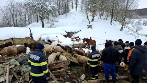 Saivan prăbușit peste animale din cauza nămeților în județul Buzău. Mai multe animale au murit