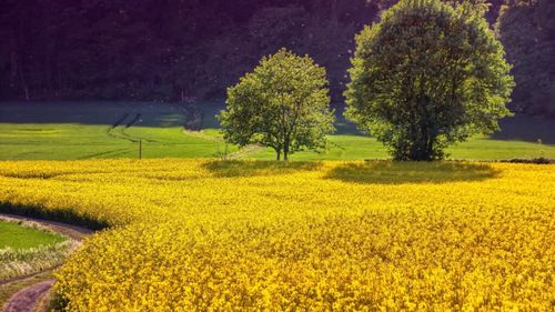 Culturi de rapiţă din Olt, calamitate complet din cauza secetei pe o suprafaţă de 7.900 de hectare