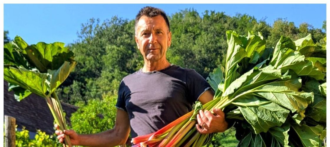 Rubarba, de la planta uitată în grădinile din Nadeș la afacere agricolă dezvoltată de Mircea Muntean: Am început cu 1200 de rizomi plantați pe 12 ari. Anul acesta este bună producția și se vinde bine