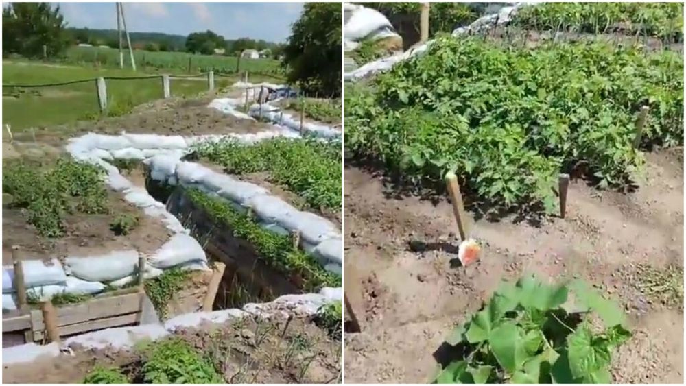 VIDEO O unitate ucraineană și-a prezentat „grădina” de legume din spatele tranșeelor / Ce plante îngrijesc militarii cu pușca automată lângă ei