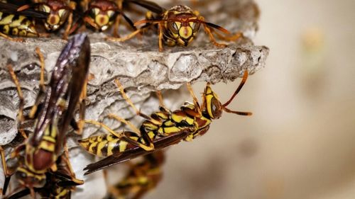 Viespea asiatică s-a extins în ultimii ani în zona mediteraneeană afectând ecosistemul local, dar și stupii și culturile de fructe