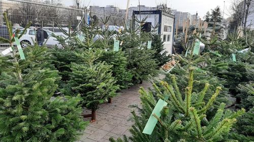 Goana după brazi a intrat în ultima linie dreaptă. Cu cât se vinde un brad de Crăciun, în decembrie 2025