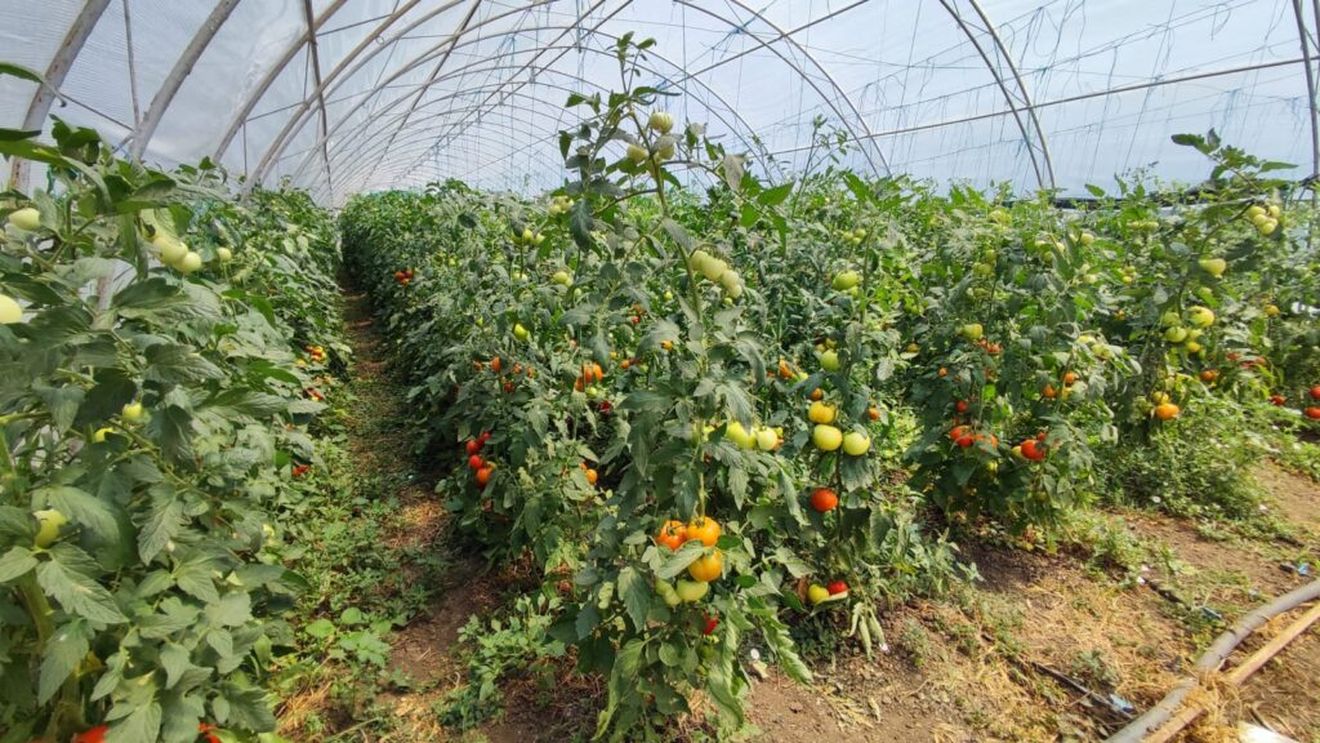 Fermier cu valoare adăugată: Un mic fermier din Călărași iși extinde activitatea pentru a veni în întâmpinarea pieței HoReCa / Va ambala legume curățate și tăiate: „Cel mai tare ne e teamă de birocrație”