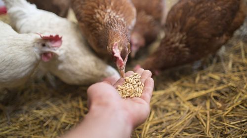 Cum ajung „superbacteriile” în farfurie / Alimentele contribuie la răspândirea rezistenței la antibiotice / Utilizarea acestor medicamente în agricultură, un factor major