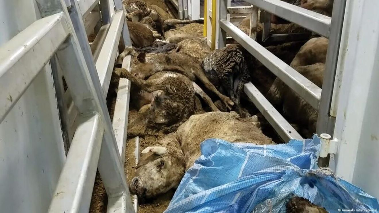 Premierul Ciolacu anunță „o decizie foarte importantă de mare impact pentru fermierii români”: reluarea exportului și tranzitului cu carne și animale vii în Turcia / Rapoartele Comisiei Europene acuză condițiile neadecvate la transportul animalelor vii pe navele românești