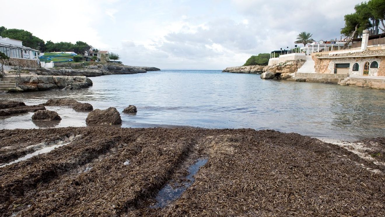 Vegetalele aduse la țărm de Marea Mediterană, transformate în îngrășăminte pentru culturile de orez / O soluție ecologică și durabilă