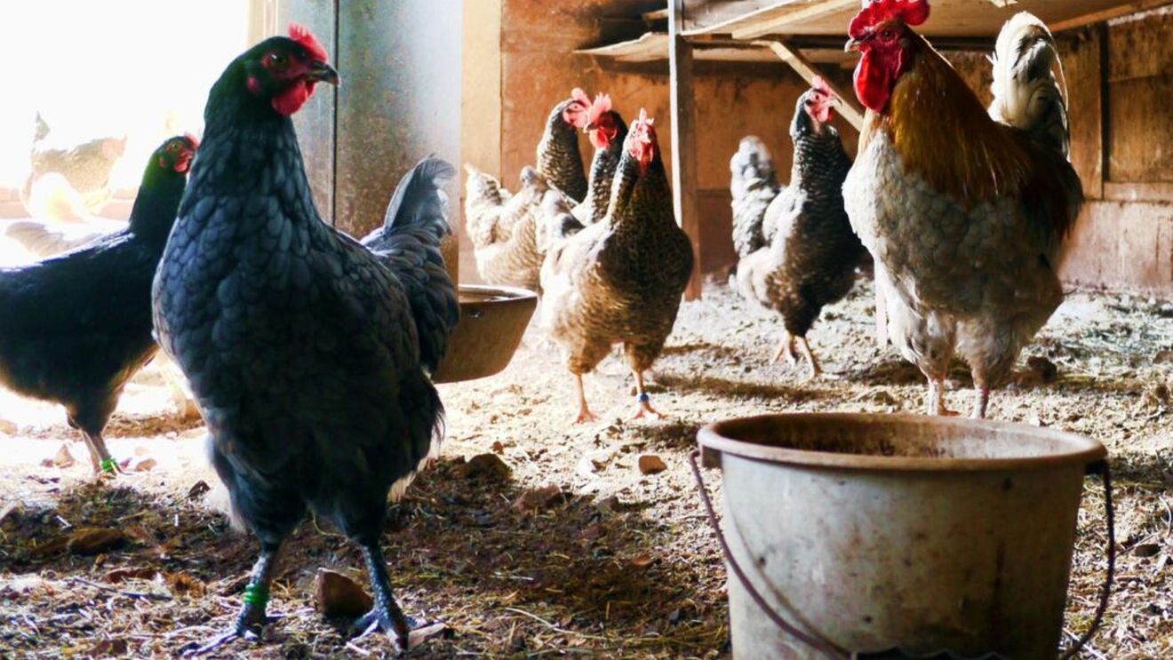 Tescovina de struguri poate înlocui antibioticele, în creșterea păsărilor de curte? Fermierii americani au redus cu 71% achiziția de medicamente antimicrobiene utilizate în producția de carne de pui