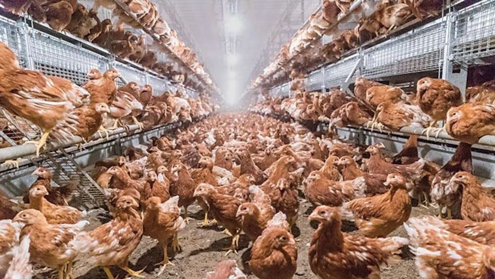 Compania braziliană Global Eggs cumpără Hillandale Farms, unul dintre cei mai mari furnizori de ouă de găină din SUA, într-o tranzacție de peste 1 miliard de dolari