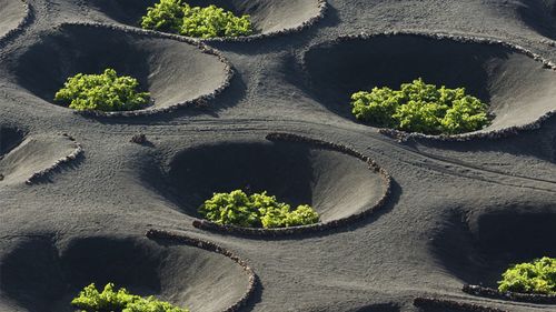 Locul cel mai ciudat unde se cultivă vița-de-vie/Plantele cresc în cenușă vulcanică și mecanizarea este imposibilă